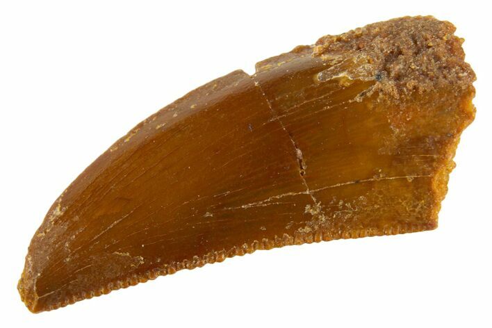 Serrated Raptor Tooth - Feeding Worn Tip #332450